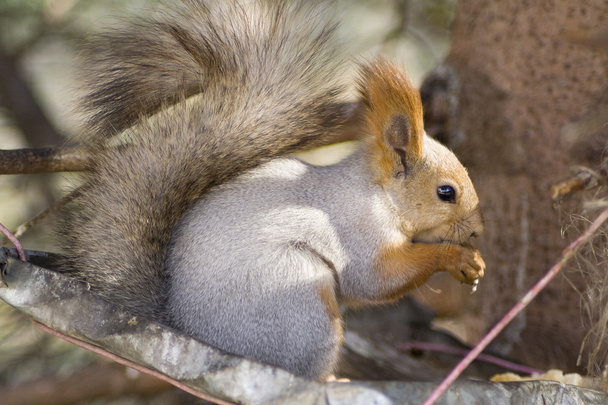 Syöminen orava
 - Valokuva, kuva