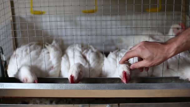 İçinde belgili tanımlık kafes çiftlikte birkaç tavuk yemek kombine video besleme - Video, Çekim
