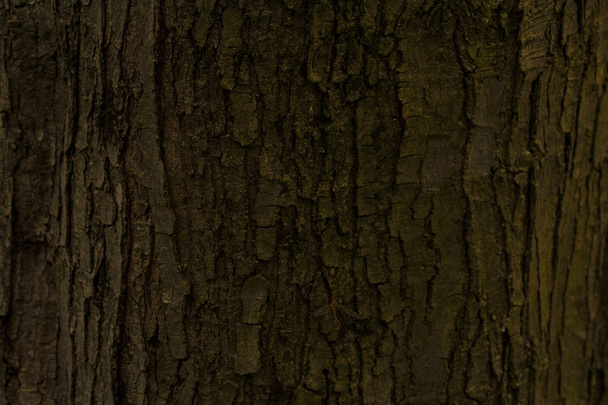 drewno tekstura tło wzór - Zdjęcie, obraz
