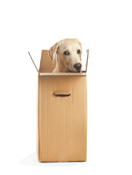 Cute Labrador dog in cardboard box - Foto, imagen