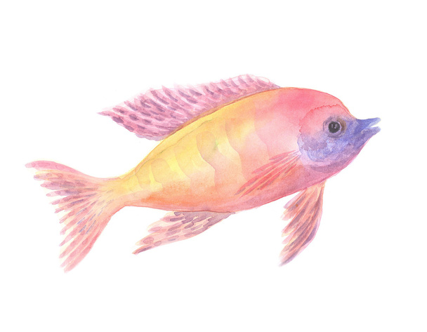 yellow-red African cichlid - 写真・画像
