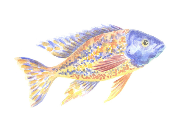 yellow blue African cichlid - Photo, Image