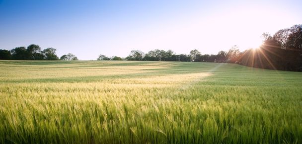 Прекрасное поле для свежего роста аграрной пшеницы
 - Фото, изображение