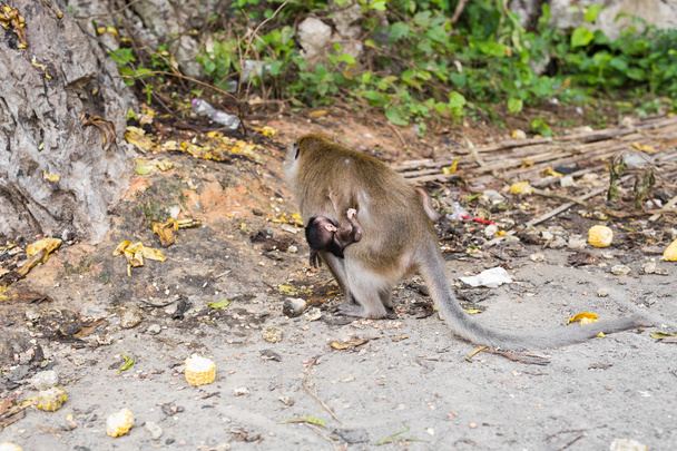 Moeder aap met baby outdoors - Foto, afbeelding