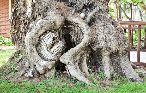 Kalp şeklinde oyuk ağaçta - Fotoğraf, Görsel