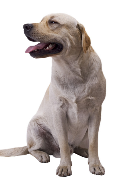 weißer kaukasischer Schäferhund. isoliert auf w - Foto, Bild