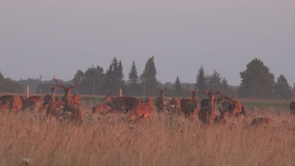 フェンスで囲まれた飼育場で鹿の動物の群れ。4 k - 映像、動画