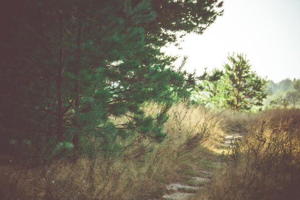 Ráno v borovém lese, filtrované - Fotografie, Obrázek