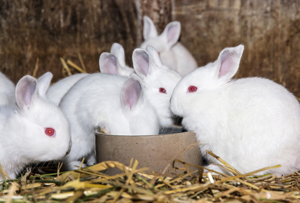Mooie witte konijnen, dierlijk landbouwbedrijf - Foto, afbeelding