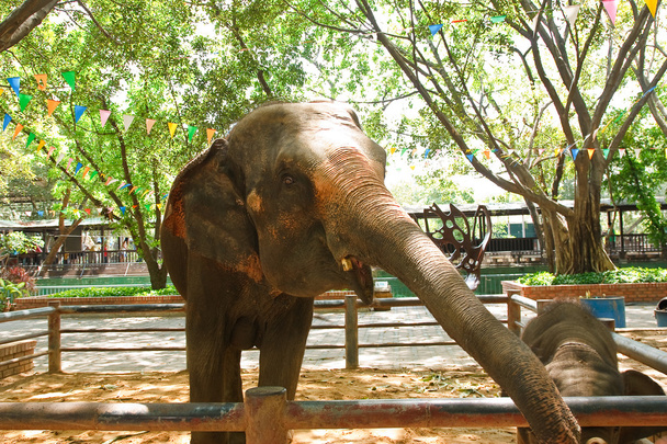 Thai elephants. - Photo, image