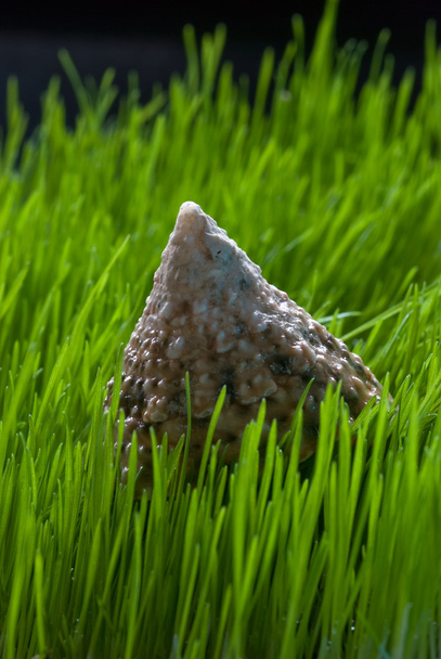 Cockleshell on a grass - Photo, Image