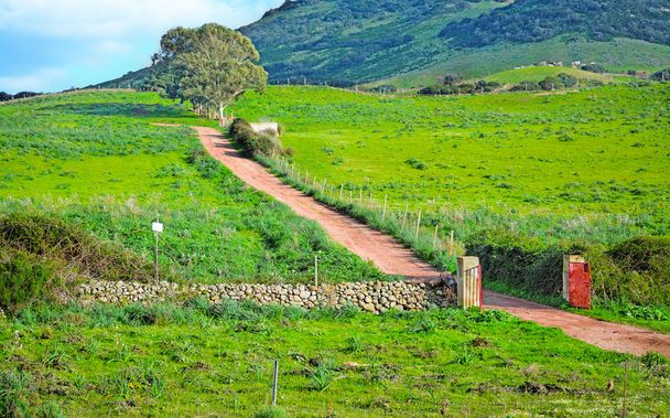 estrada de terra em uma colina verde
  - Foto, Imagem