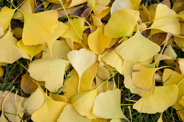 jesień liści Ginkgo biloba - Zdjęcie, obraz