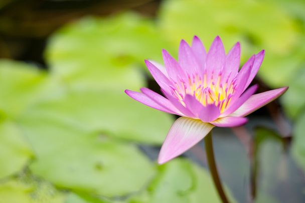 Water Lilies with flower   - Foto, afbeelding