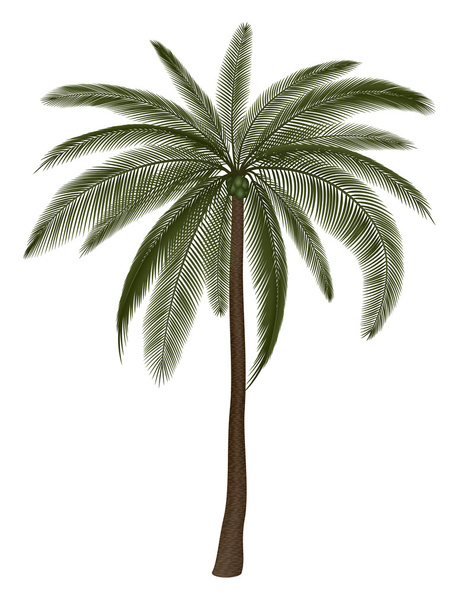 Illustration of Palm Tree - Vector, Image