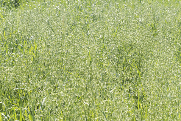 Unripe Oat harvest, green field - Valokuva, kuva