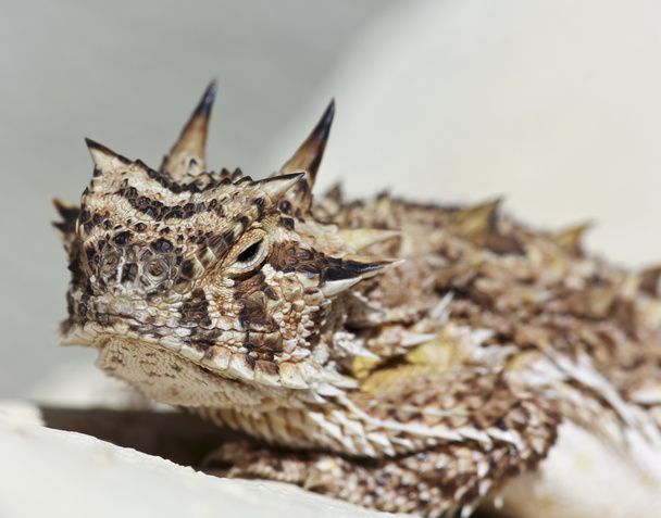 Техасская рогатая ящерица на штукатурке
 - Фото, изображение