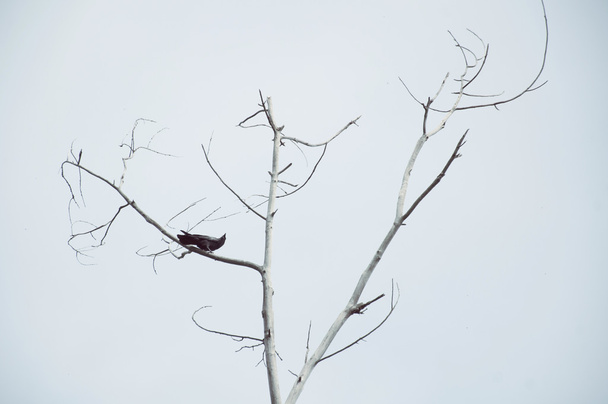 Black crow on a tree - Φωτογραφία, εικόνα