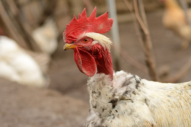 Red head rooster in natural light - Photo, Image