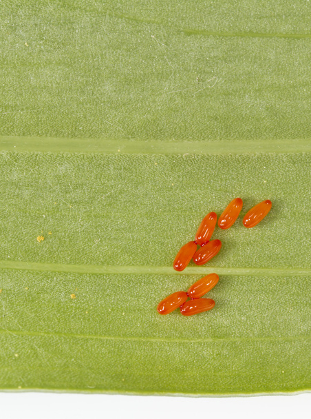Κοντινό πλάνο αυγά του κρίνος κανθάρου (Lilioceris lilii) - Φωτογραφία, εικόνα