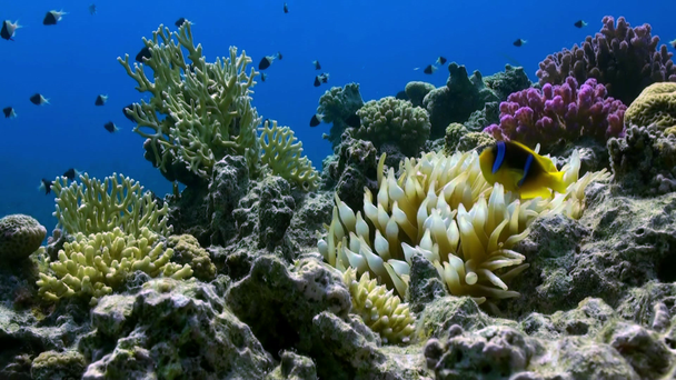 サンゴ礁の海アネモネでオレンジピエロの魚の水泳. - 映像、動画
