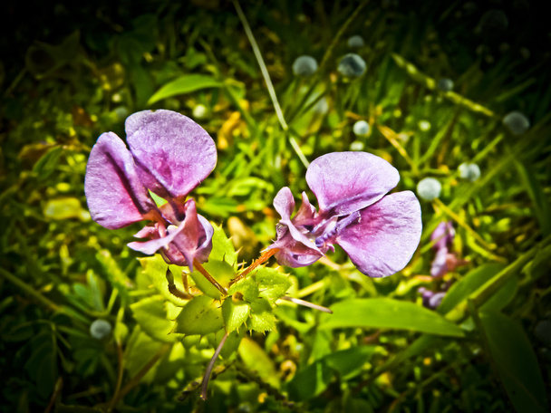 massenhaft blühende Magenta-Balsams - ungeduldig oppositifolia auf Blumenplateau, Kaas-Plateau, Satara, Maharashtra, Indien - Foto, Bild