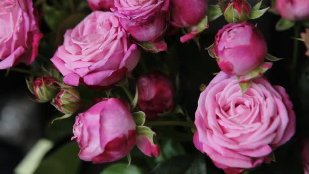 Kytici neuvěřitelně krásné růžové růže. - Záběry, video