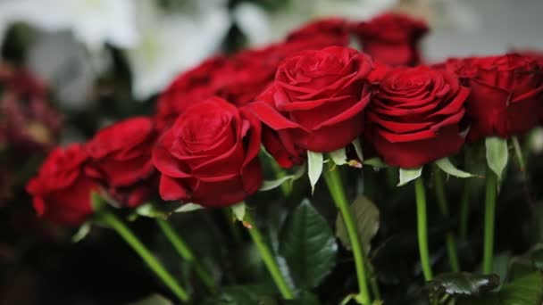 Καταπληκτικό μπουκέτο από κόκκινα τριαντάφυλλα. - Πλάνα, βίντεο