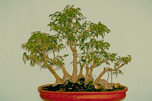 Ficus natalensis Bonsaibaum - Foto, Bild