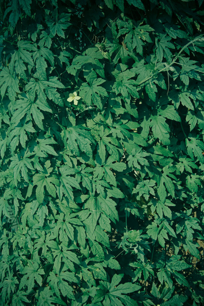 plant of a Bitter Gourd, Momordica Charantia - Photo, Image