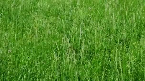 unspoilt meadow with fresh, juicy, intense green grasses - Footage, Video