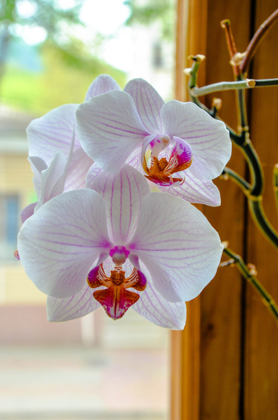 Belle fleur d'orchidée près de la fenêtre
 - Photo, image
