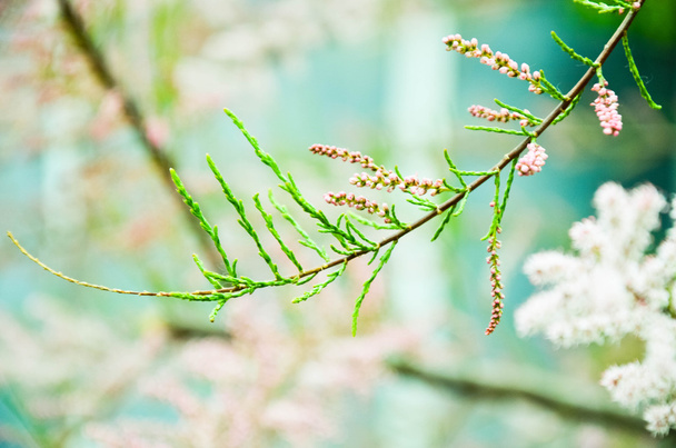 rama de tamarisco de cerca en primavera
 - Foto, Imagen