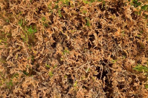 Свежие срезанные сухие ветви тисового куста в изгороди. Сухие ветки в заборе
 - Фото, изображение
