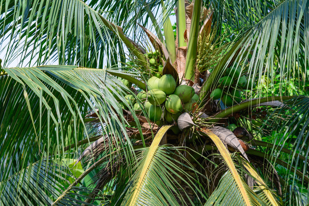 Ветка кокосовых фруктов крупным планом на дереве
. - Фото, изображение