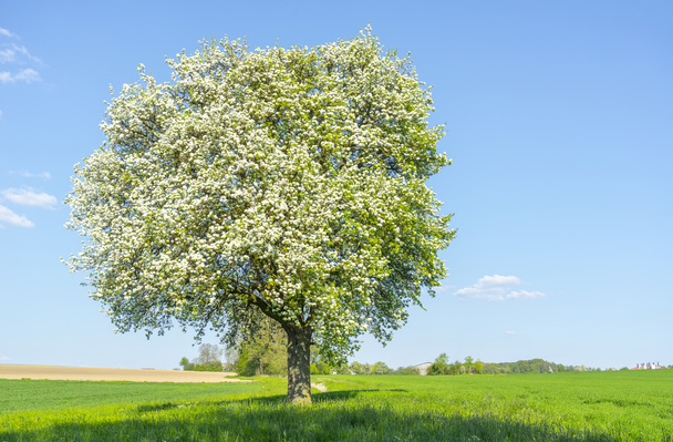 οπωρωφόρο δέντρο άνοιξη στιγμή - Φωτογραφία, εικόνα
