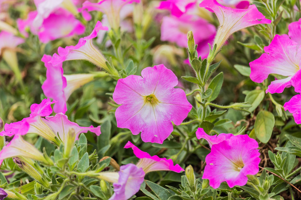 Petunia háttér színes virágok - Fotó, kép