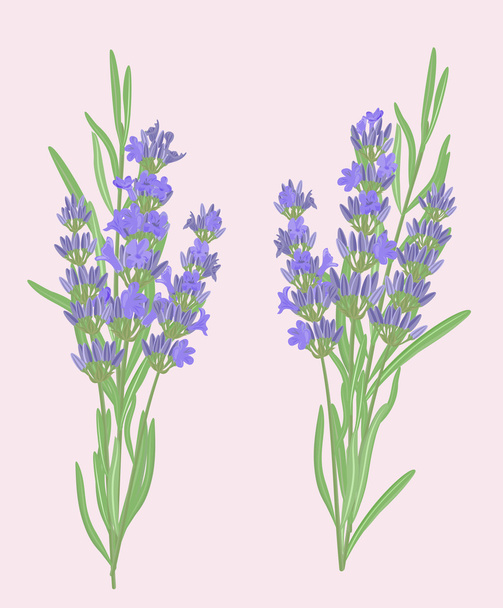 Branches of lavender. - Vector, Image