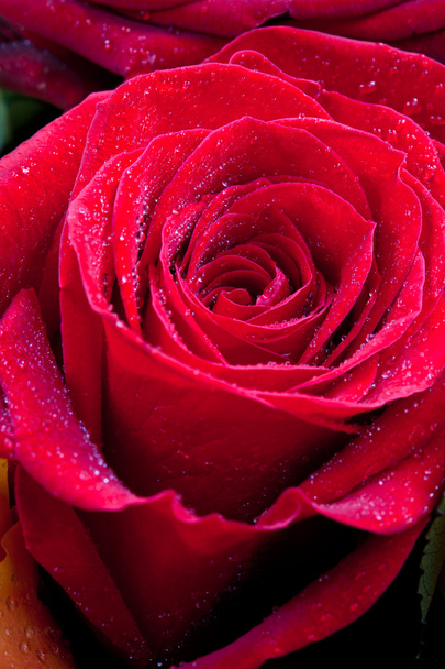 Rote Rose aus nächster Nähe - Foto, Bild