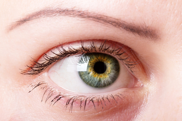 Female eye with makeup close up. - Photo, Image
