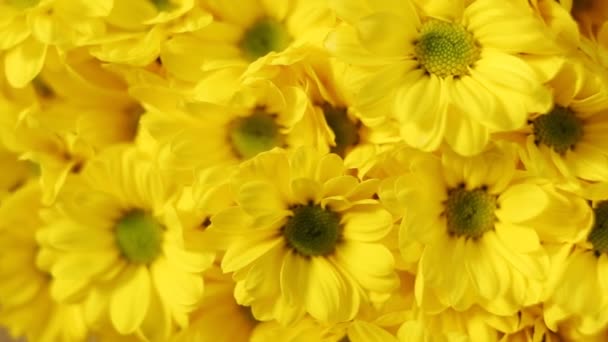 Chamomile flowers bouquets in a store. - Footage, Video