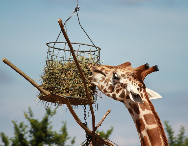 žirafa jíst - Fotografie, Obrázek