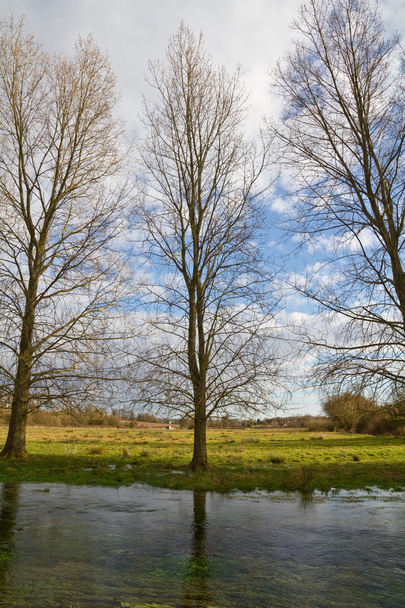 Árvores no banco de um fluxo
 - Foto, Imagem
