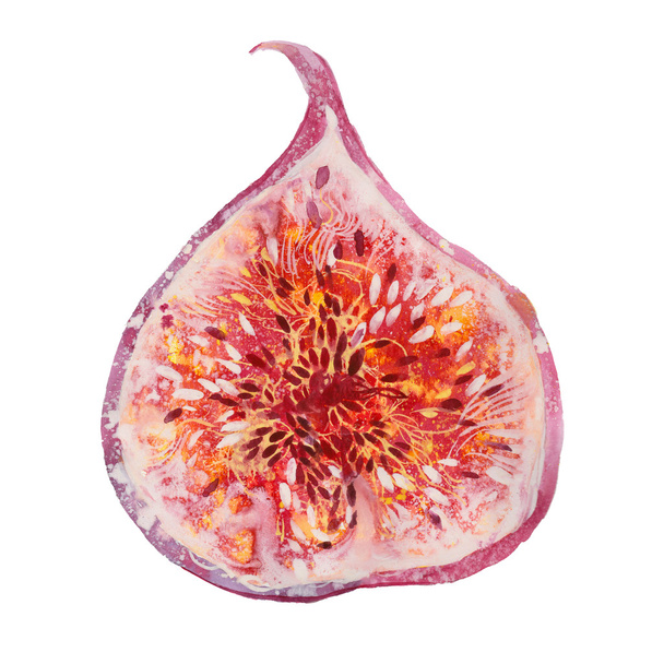 watercolor half fig - Valokuva, kuva