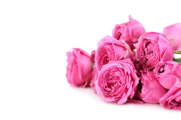 Beautiful pink roses isolated - Foto, immagini