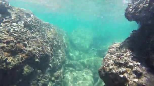 Pesci che nuotano sott'acqua  - Filmati, video