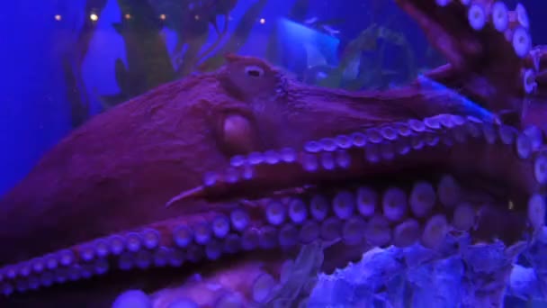 egzotikus polip, víz alatti akváriumban  - Felvétel, videó