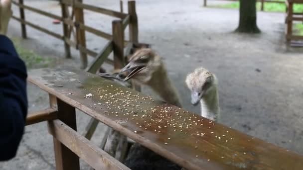 struisvogels op de boerderij - Video