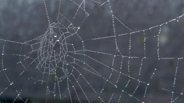 Su damlalı örümcek ağı - Video, Çekim