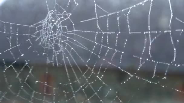spinnenweb met waterdruppels - Video